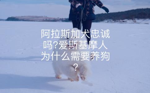 阿拉斯加犬忠诚吗?爱斯基摩人为什么需要养狗?