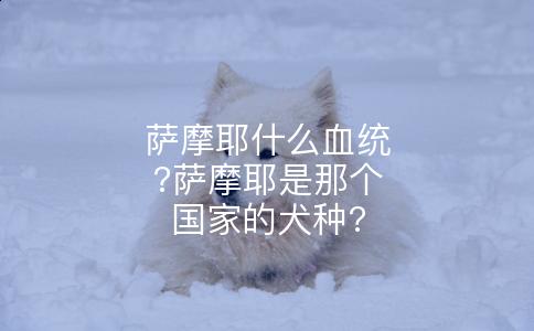 萨摩耶什么血统?萨摩耶是那个国家的犬种?