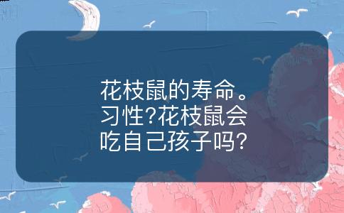 花枝鼠的寿命。习性?花枝鼠会吃自己孩子吗?