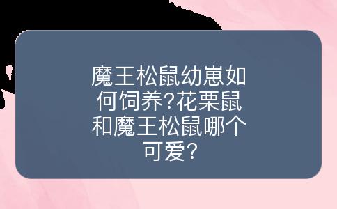 魔王松鼠幼崽如何饲养?花栗鼠和魔王松鼠哪个可爱?