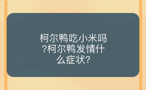 柯尔鸭吃小米吗?柯尔鸭发情什么症状?