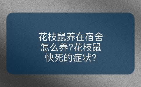 花枝鼠养在宿舍怎么养?花枝鼠快死的症状?