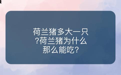 荷兰猪多大一只?荷兰猪为什么那么能吃?