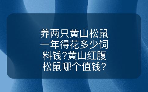 养两只黄山松鼠一年得花多少饲料钱?黄山红腹松鼠哪个值钱?