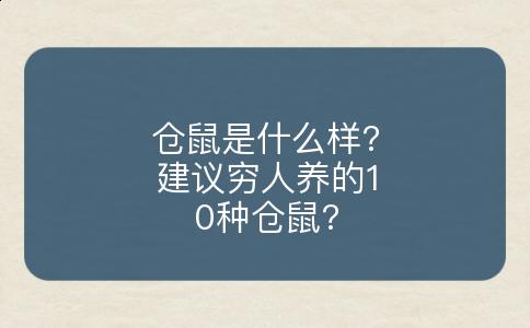 仓鼠是什么样?建议穷人养的10种仓鼠?