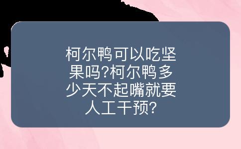 柯尔鸭可以吃坚果吗?柯尔鸭多少天不起嘴就要人工干预?