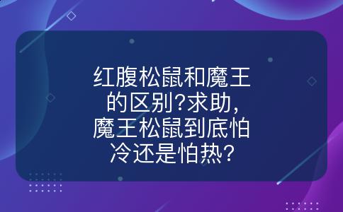 红腹松鼠和魔王的区别?求助，魔王松鼠到底怕冷还是怕热?