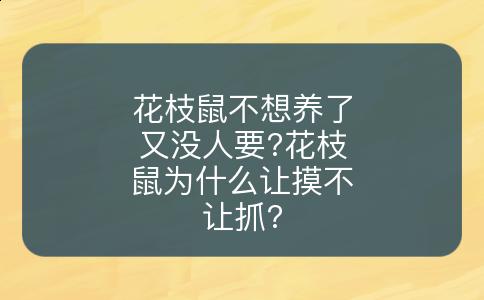 花枝鼠不想养了又没人要?花枝鼠为什么让摸不让抓?