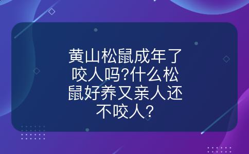 黄山松鼠成年了咬人吗?什么松鼠好养又亲人还不咬人?