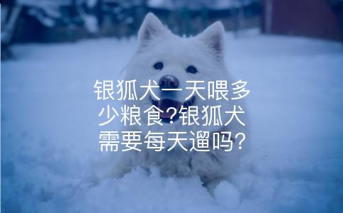 银狐犬一天喂多少粮食?银狐犬需要每天遛吗?