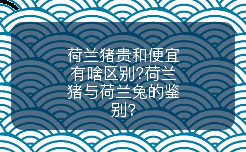 荷兰猪贵和便宜有啥区别?荷兰猪与荷兰兔的鉴别?