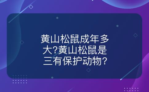 黄山松鼠成年多大?黄山松鼠是三有保护动物?