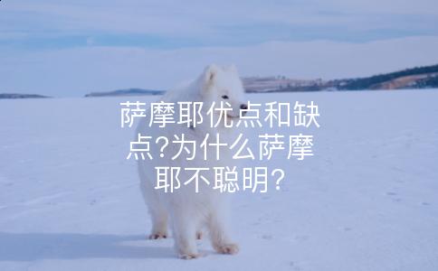 萨摩耶优点和缺点?为什么萨摩耶不聪明?