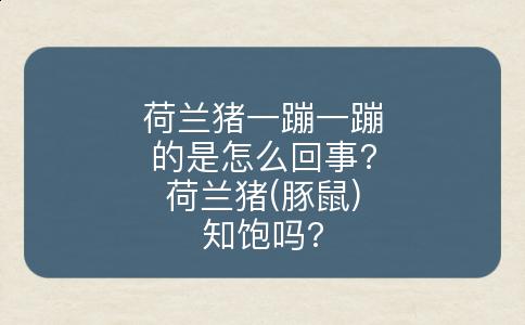荷兰猪一蹦一蹦的是怎么回事?荷兰猪(豚鼠)知饱吗?