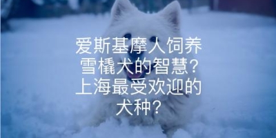 爱斯基摩人饲养雪橇犬的智慧?上海最受欢迎的犬种?