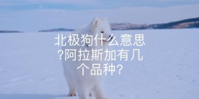 北极狗什么意思?阿拉斯加有几个品种?
