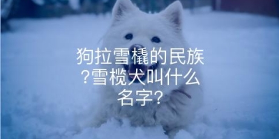狗拉雪橇的民族?雪榄犬叫什么名字?