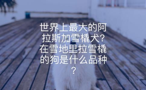 世界上最大的阿拉斯加雪橇犬?在雪地里拉雪橇的狗是什么品种?