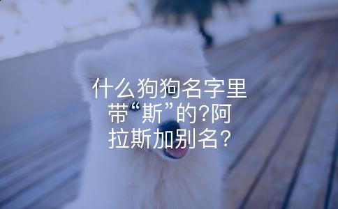 什么狗狗名字里带“斯”的?阿拉斯加别名?