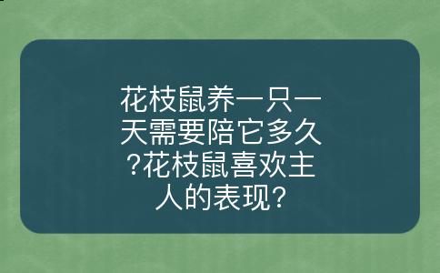 花枝鼠养一只一天需要陪它多久?花枝鼠喜欢主人的表现?