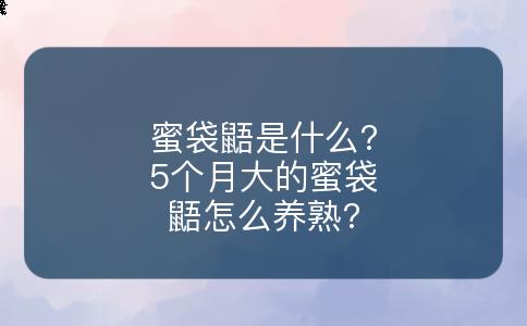 蜜袋鼯是什么?5个月大的蜜袋鼯怎么养熟?