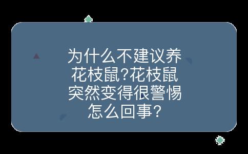 为什么不建议养花枝鼠?花枝鼠突然变得很警惕怎么回事?