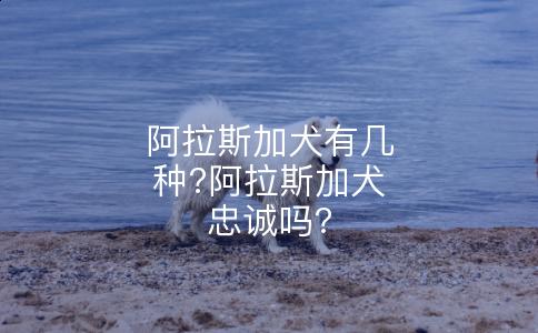 阿拉斯加犬有几种?阿拉斯加犬忠诚吗?