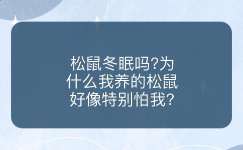 松鼠冬眠吗?为什么我养的松鼠好像特别怕我?