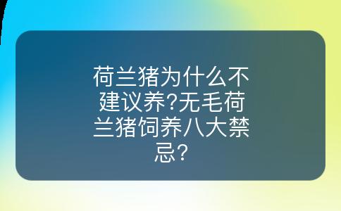 荷兰猪为什么不建议养?无毛荷兰猪饲养八大禁忌?