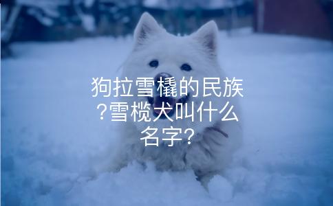 狗拉雪橇的民族?雪榄犬叫什么名字?